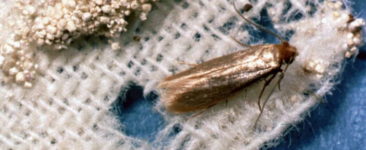 Carpet Moth Control Canberra