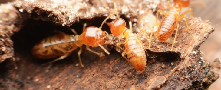 termite control canberra