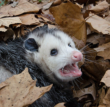 Keep Possum Out Of Your Property