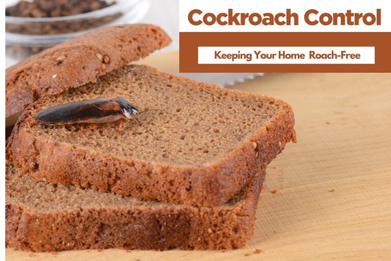 Cockroach Control Keeping Your Home Roach-Free